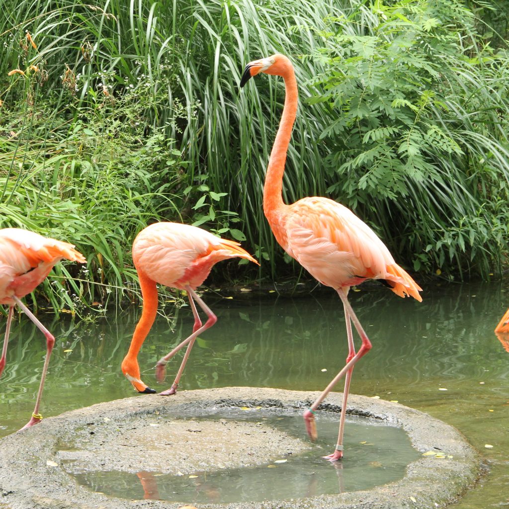 Flamingos at the zoo