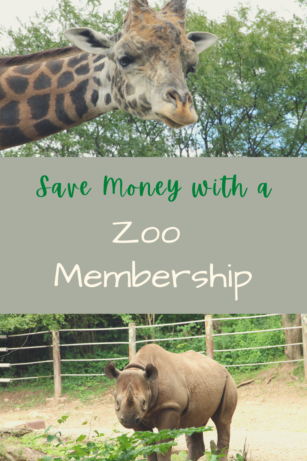 Why we love Zoo memberships pinterest image