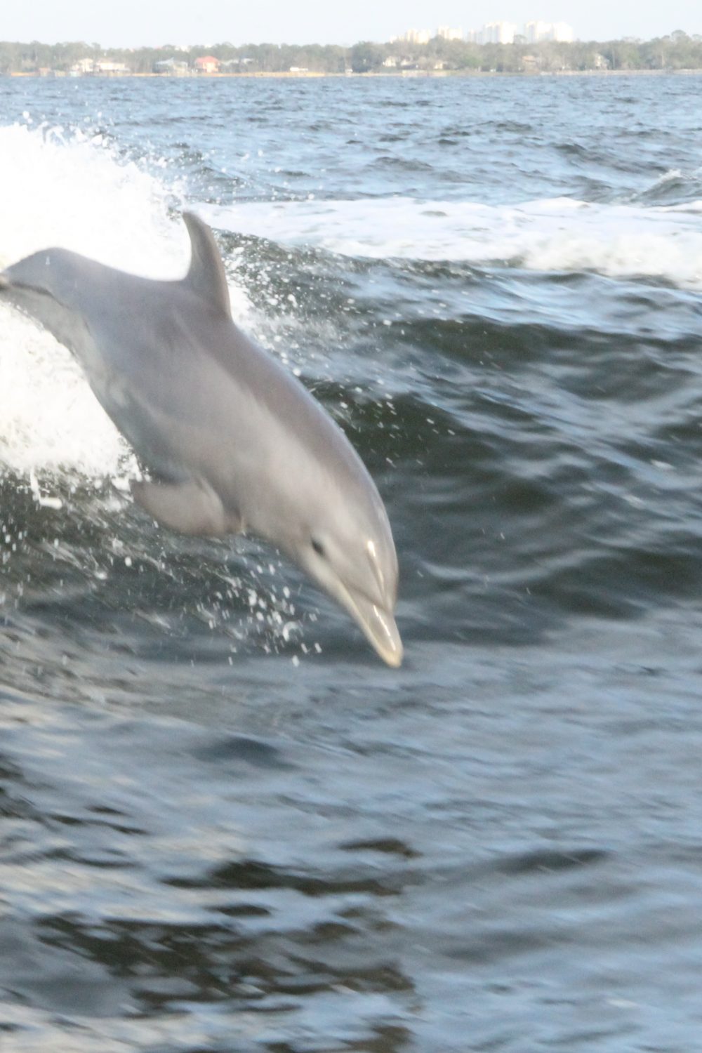 Surf's Up Dolphin Cruise in Gulf Shores/Orange Beach, Alabama