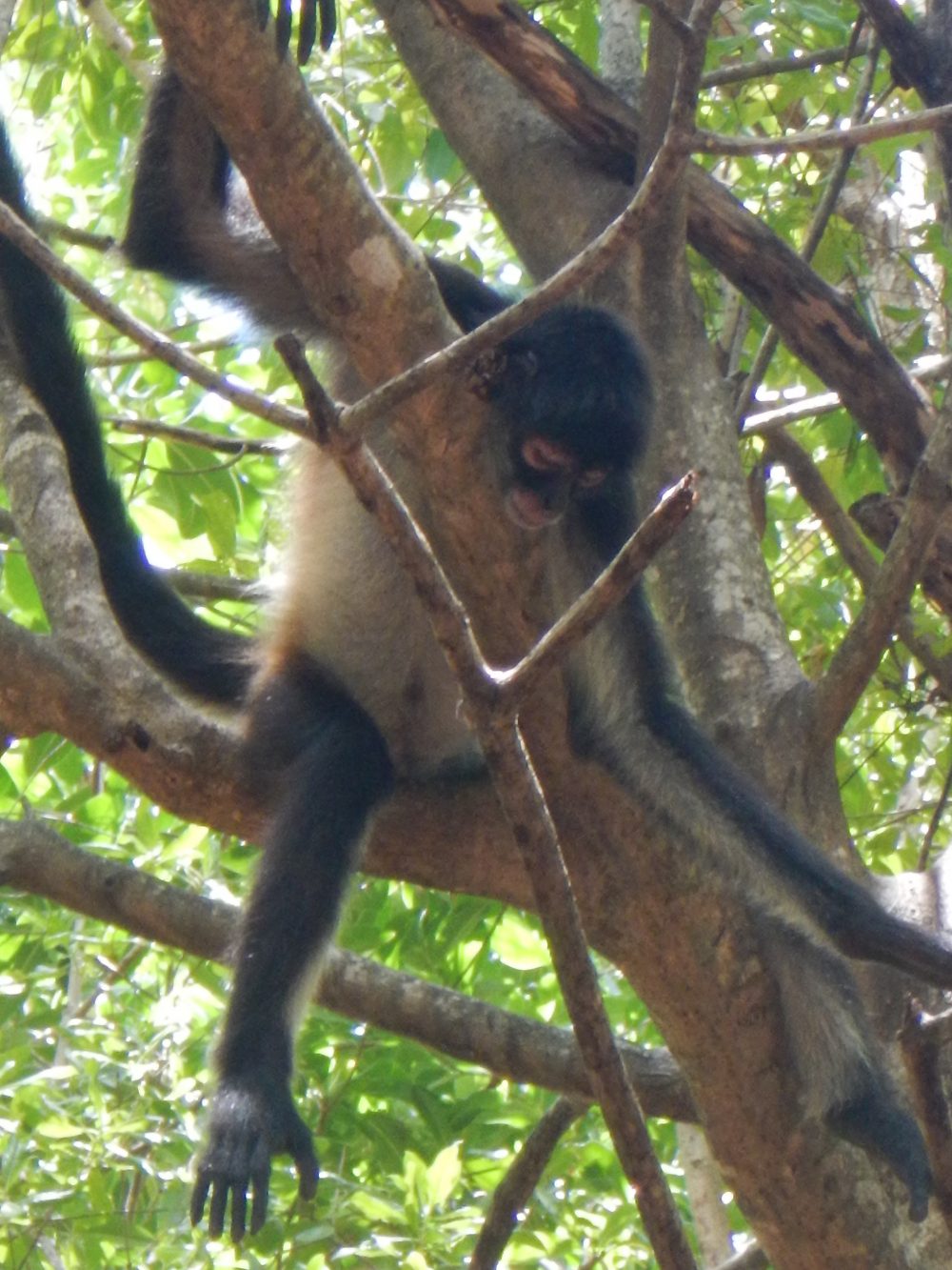 Monkey in the tree at Sandos Resorts