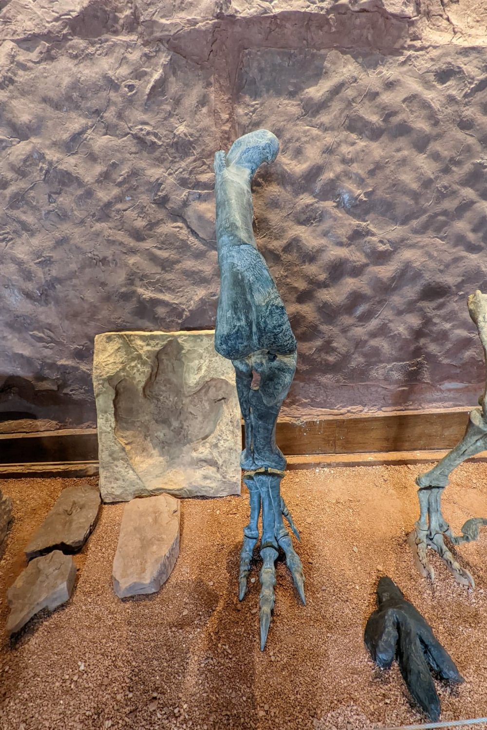 Dinosaur bones at the St. Goerge Dinosaur Discovery Site