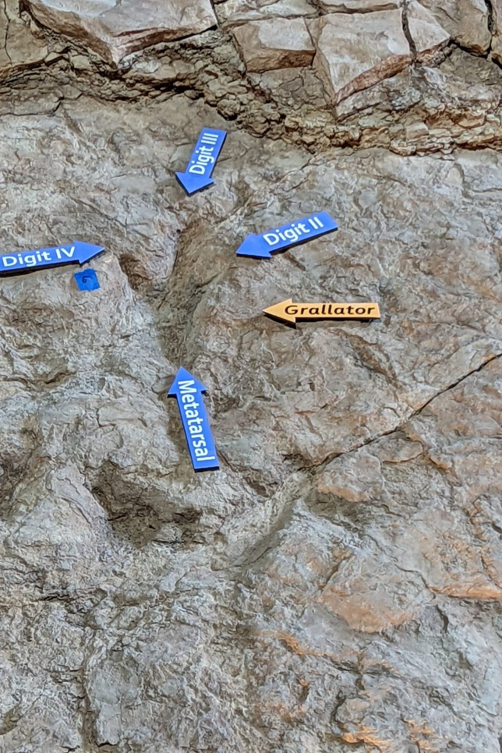 Dinosaur Tracks at the St. George Dinosaur Discovery Site