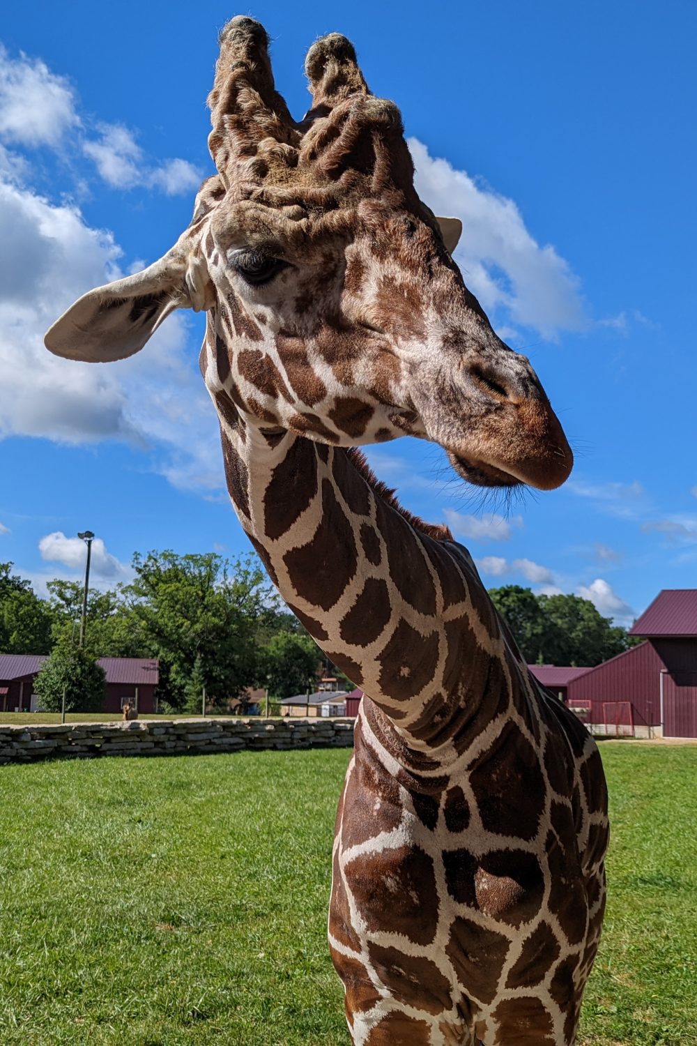 Feeding the Giraffes at Timbavati Wildlife Park in Wisconsin Dells