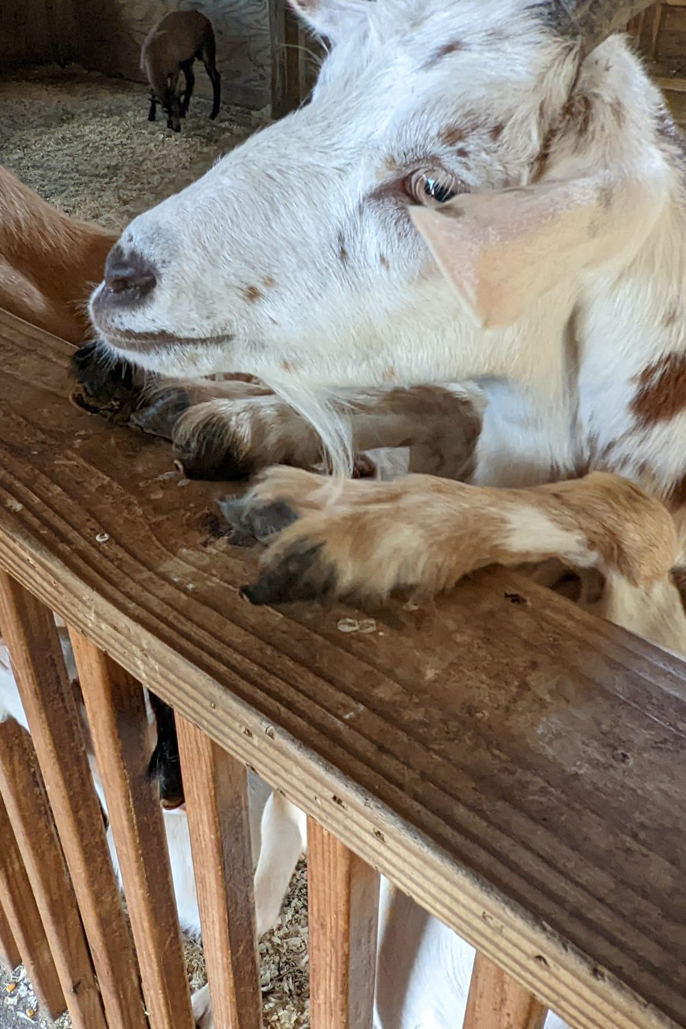 Petting Zoo at Timbavati Wildlife Park in Wisconsin Dells