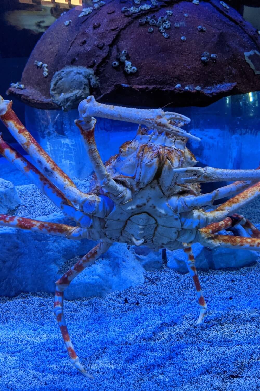 Crab at wonders of Wildlife Aquarium in Springfield, Missouri