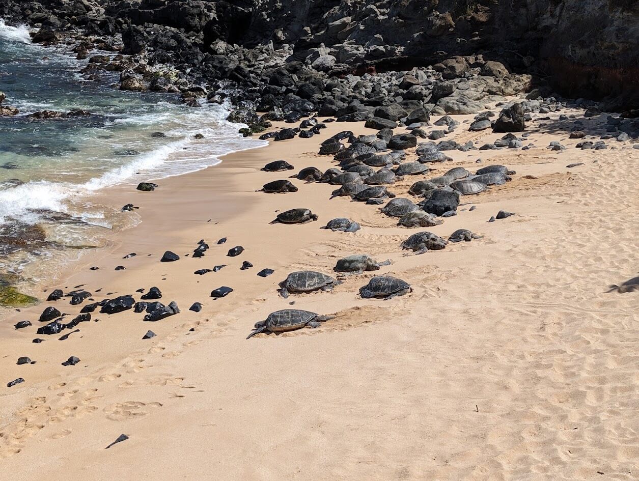 Sea Turtles at Ho'okipa Lookout and Beach Park