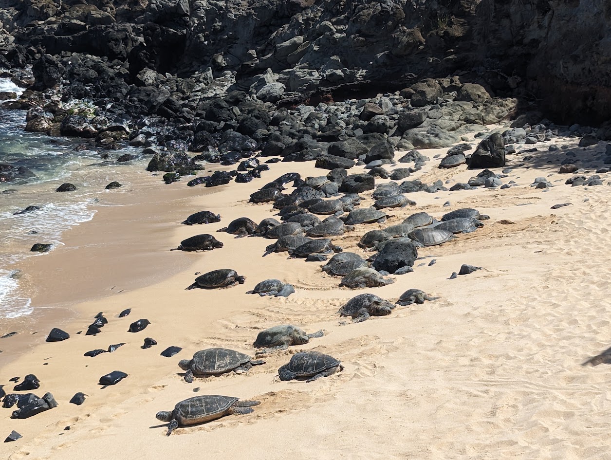 Sea turles at Ho'Okipa Beach Park in Maui