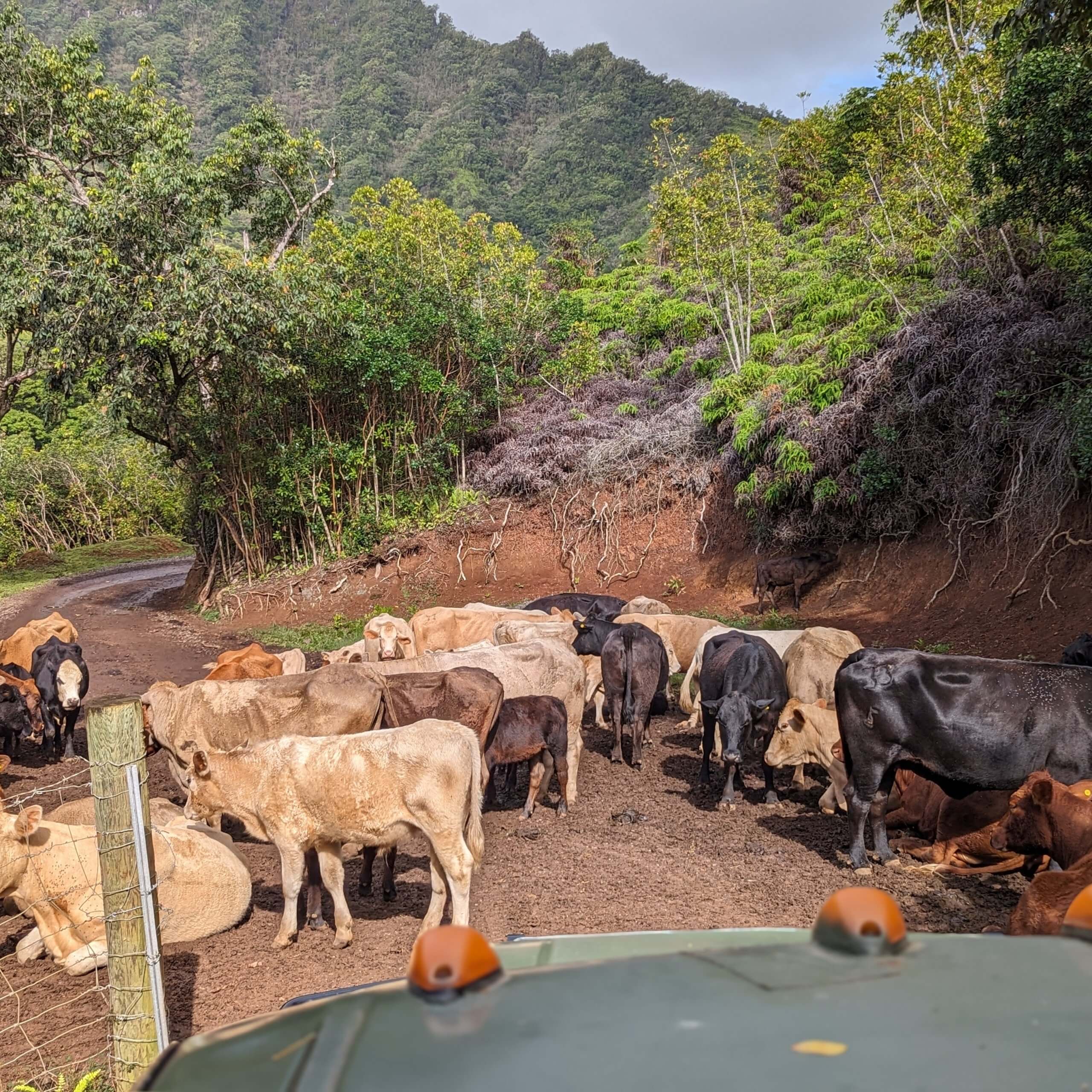 Kualoa Ranch Jungle Tour, cows crossing the road