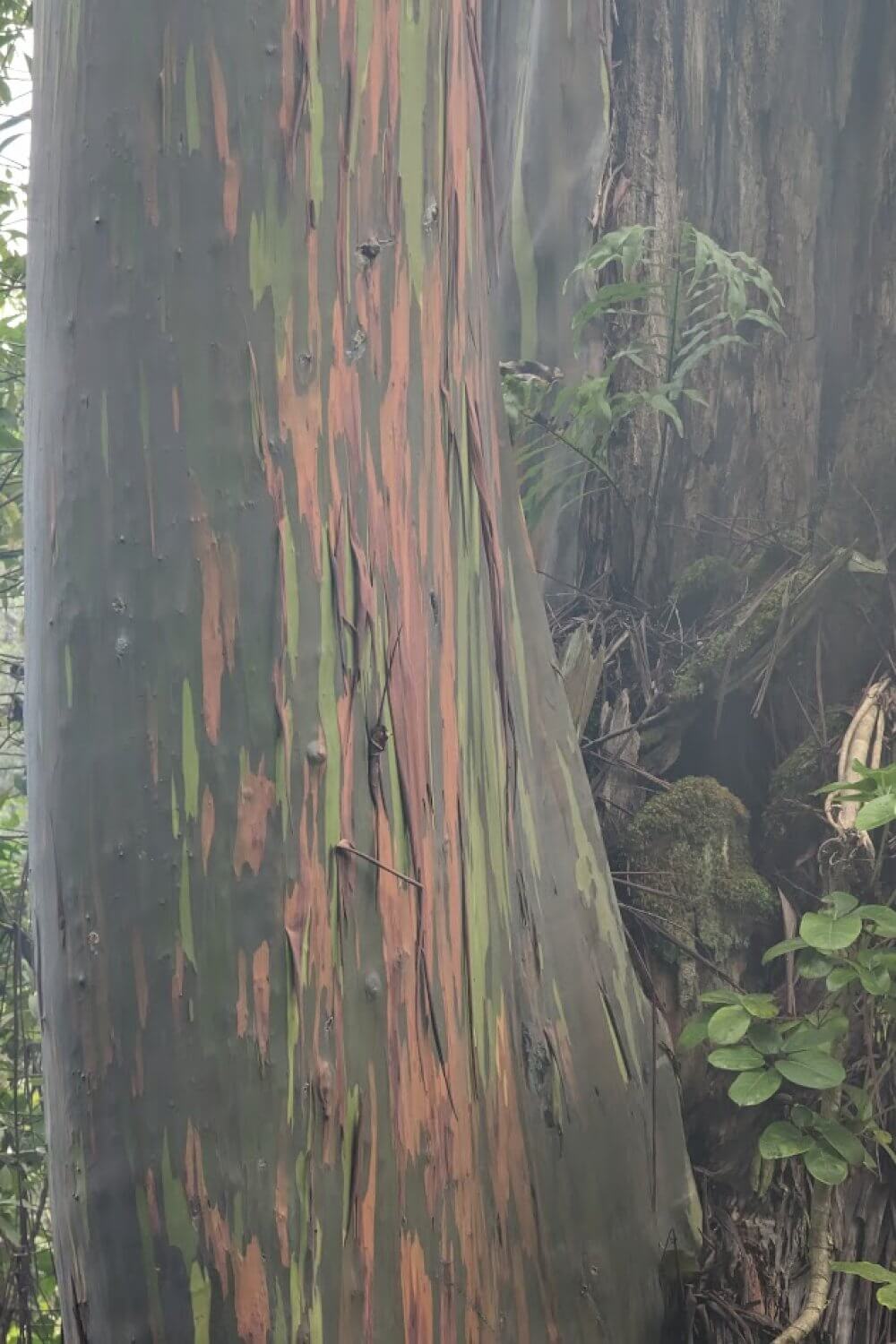 Up close Painted Eucalyptus trees on the Road to Hana in Maui