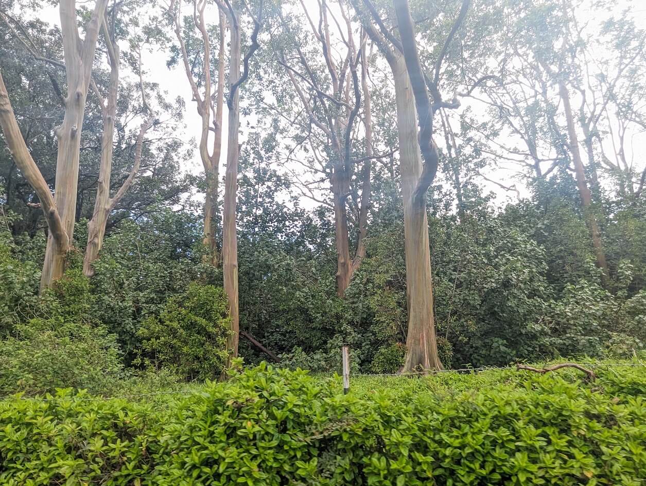 Painted Eucalyptus Trees on the Road to Hana in Maui