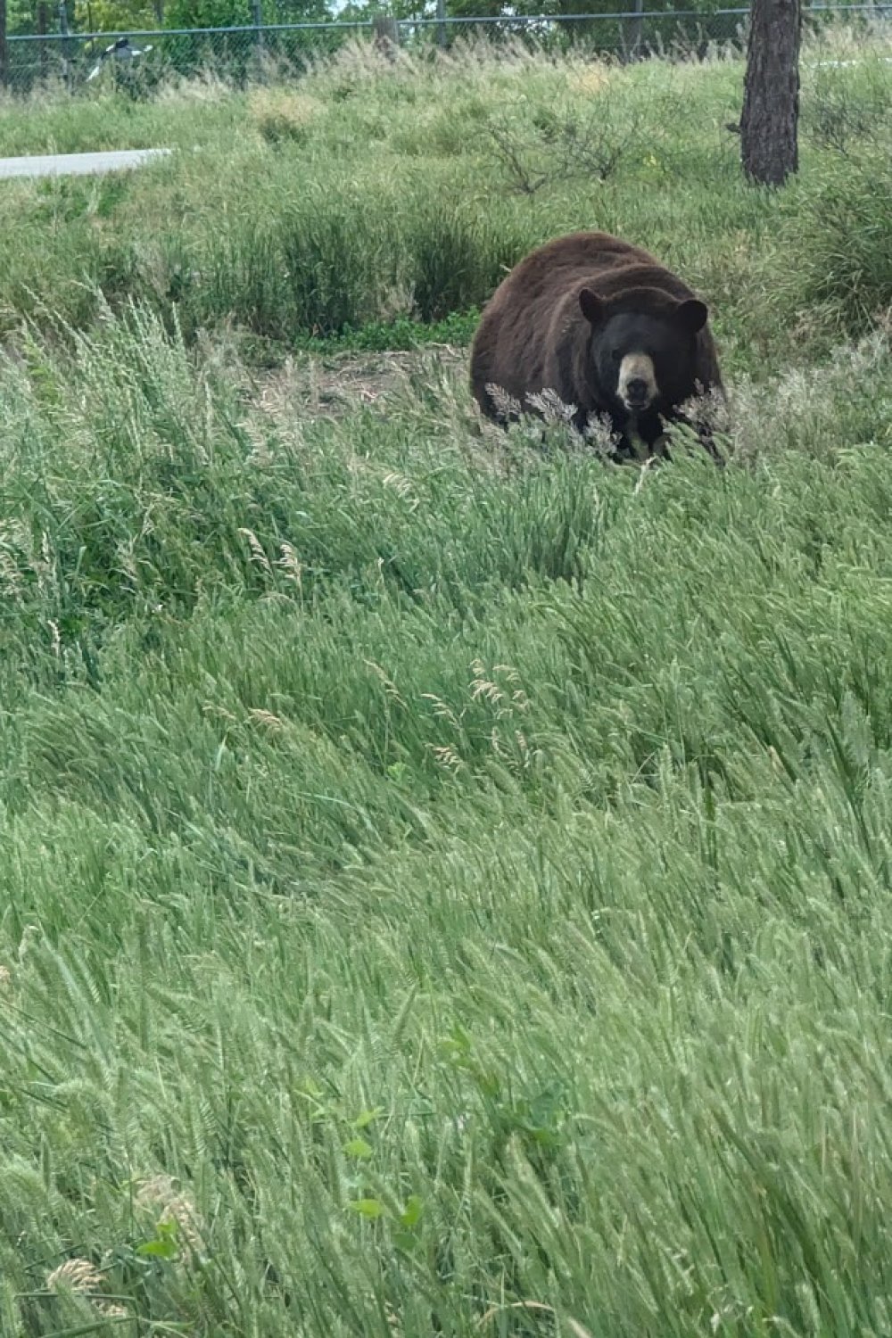 A bear at Bear Country USA