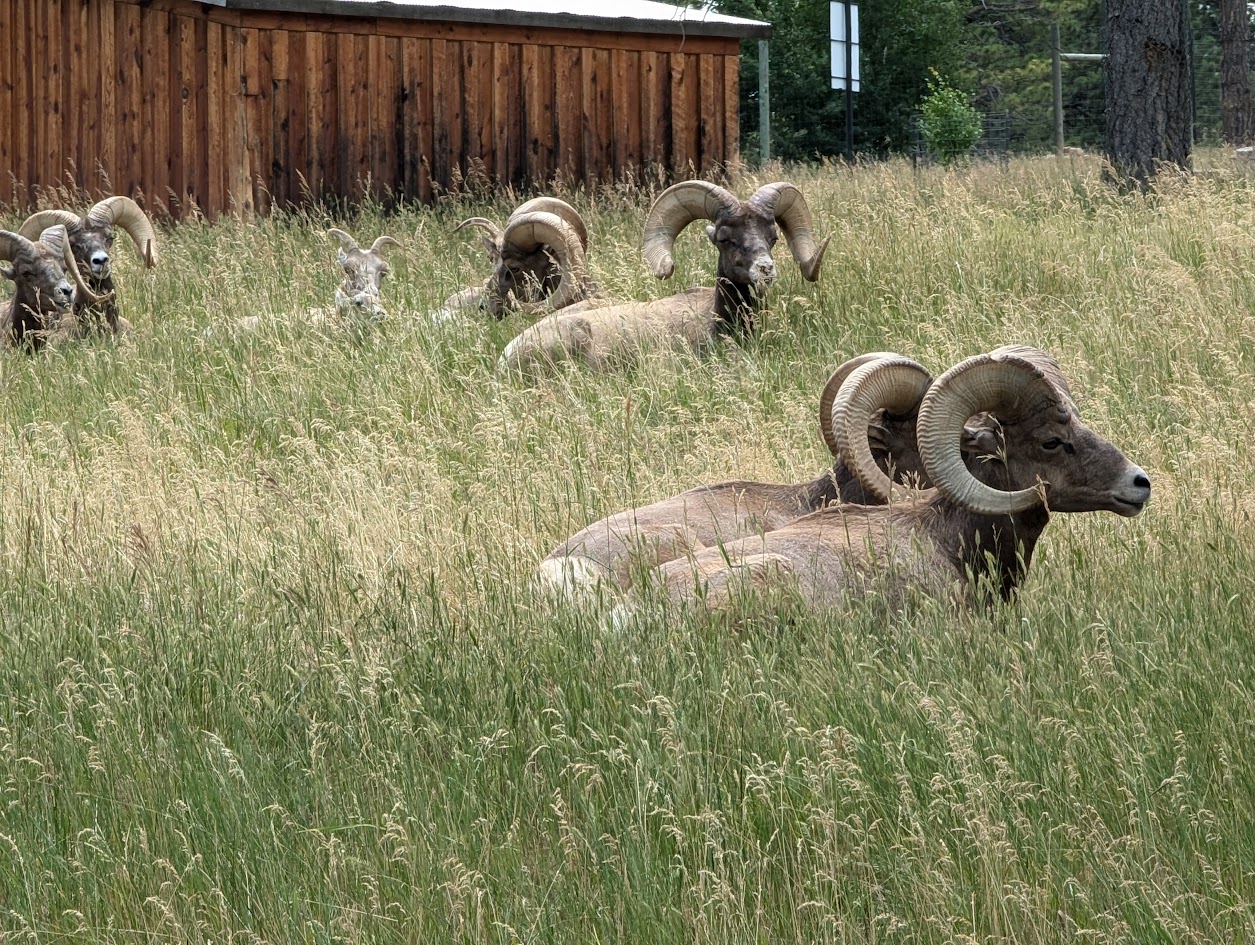 Bighorn sheep at Bear Country USA