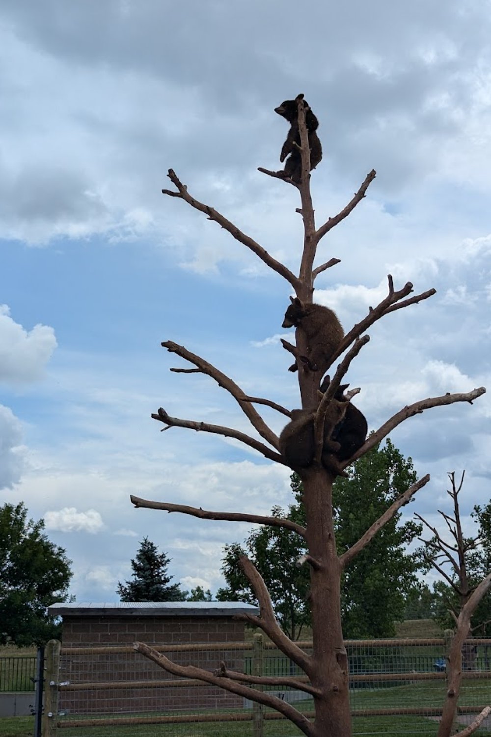 Bear cubs climbing a tree at Bear Country USA