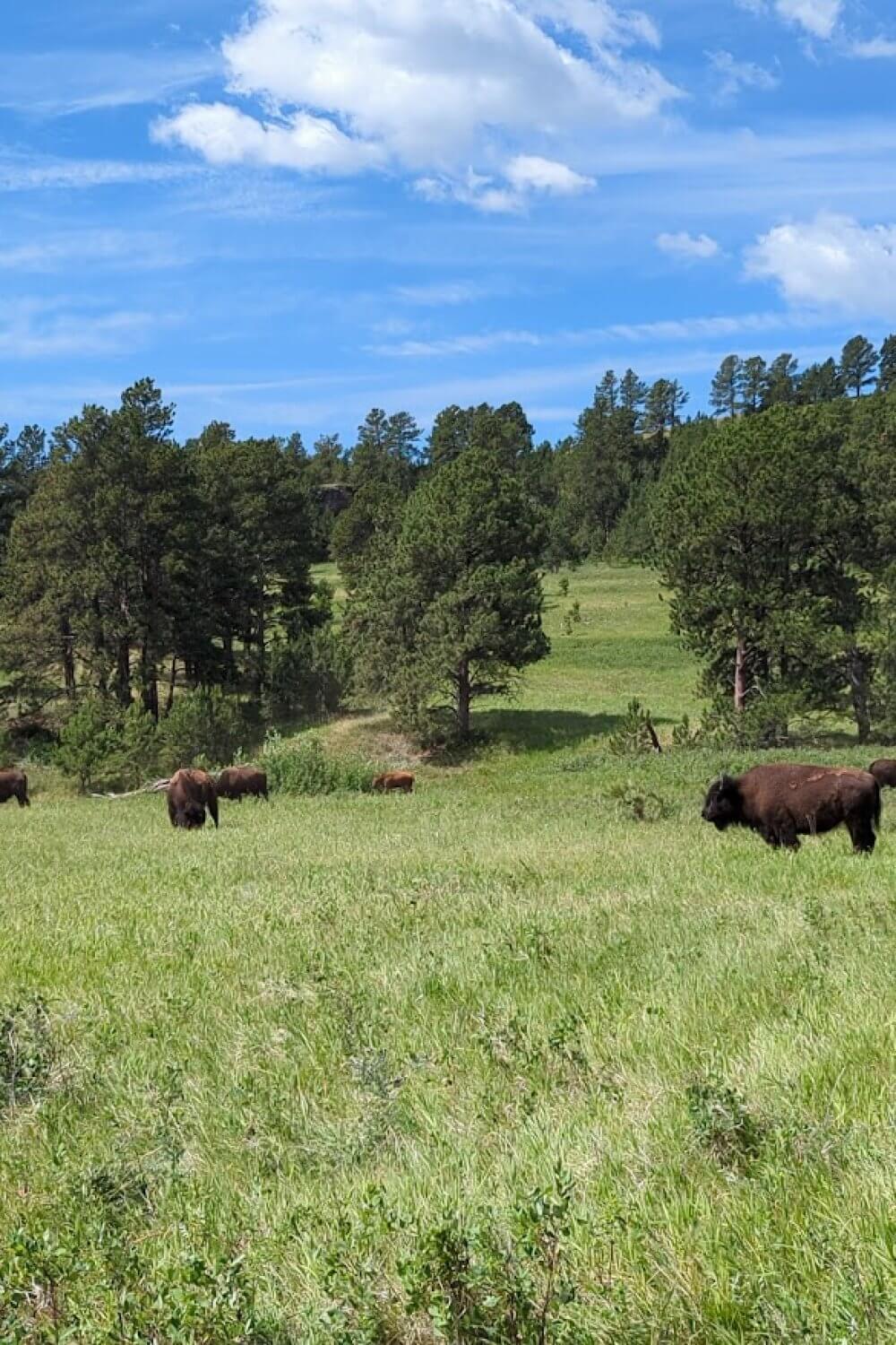 Buffalo roaming wild in Custer State Park