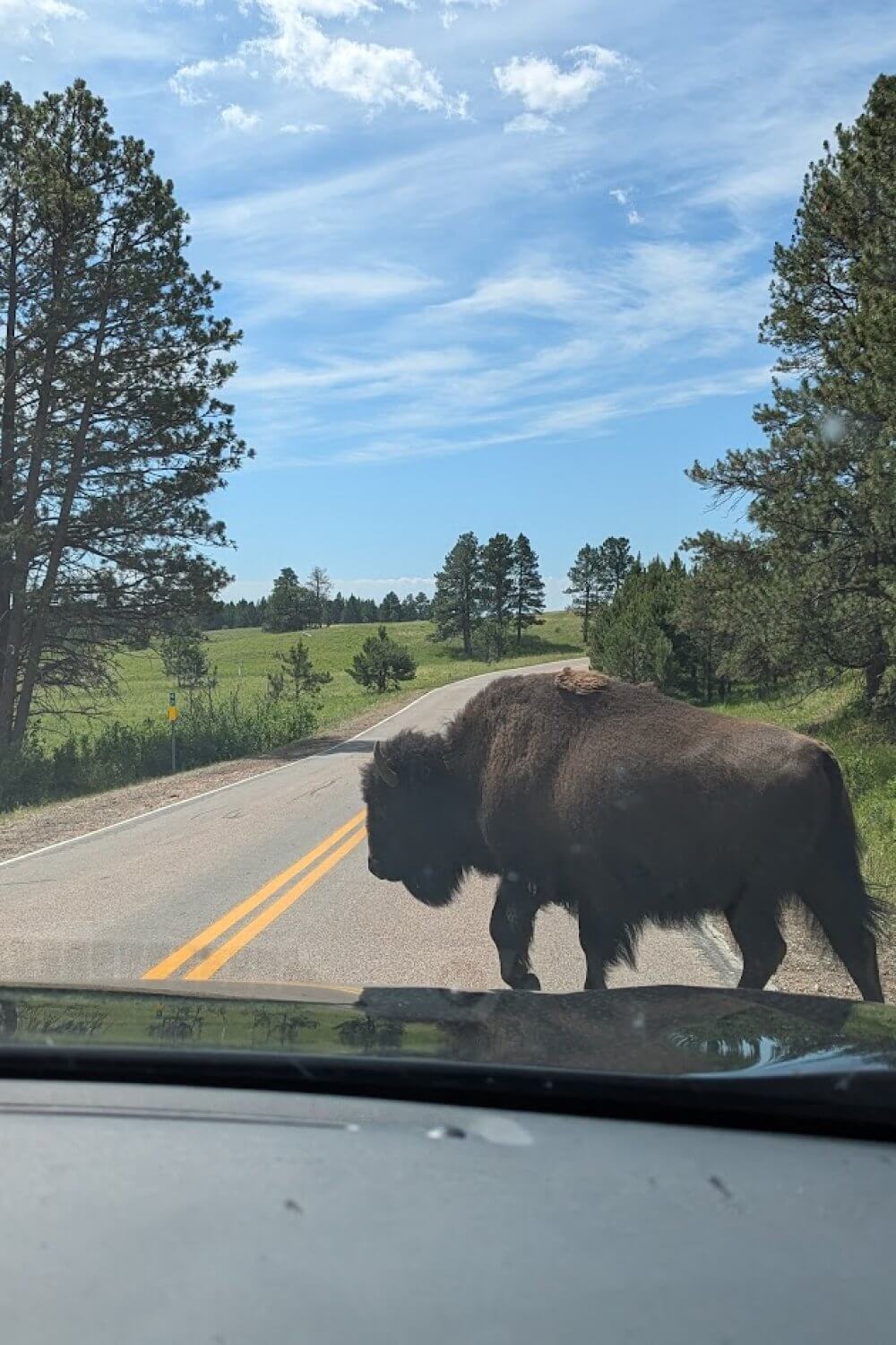 Buffalo crossing the road in Custer State Park