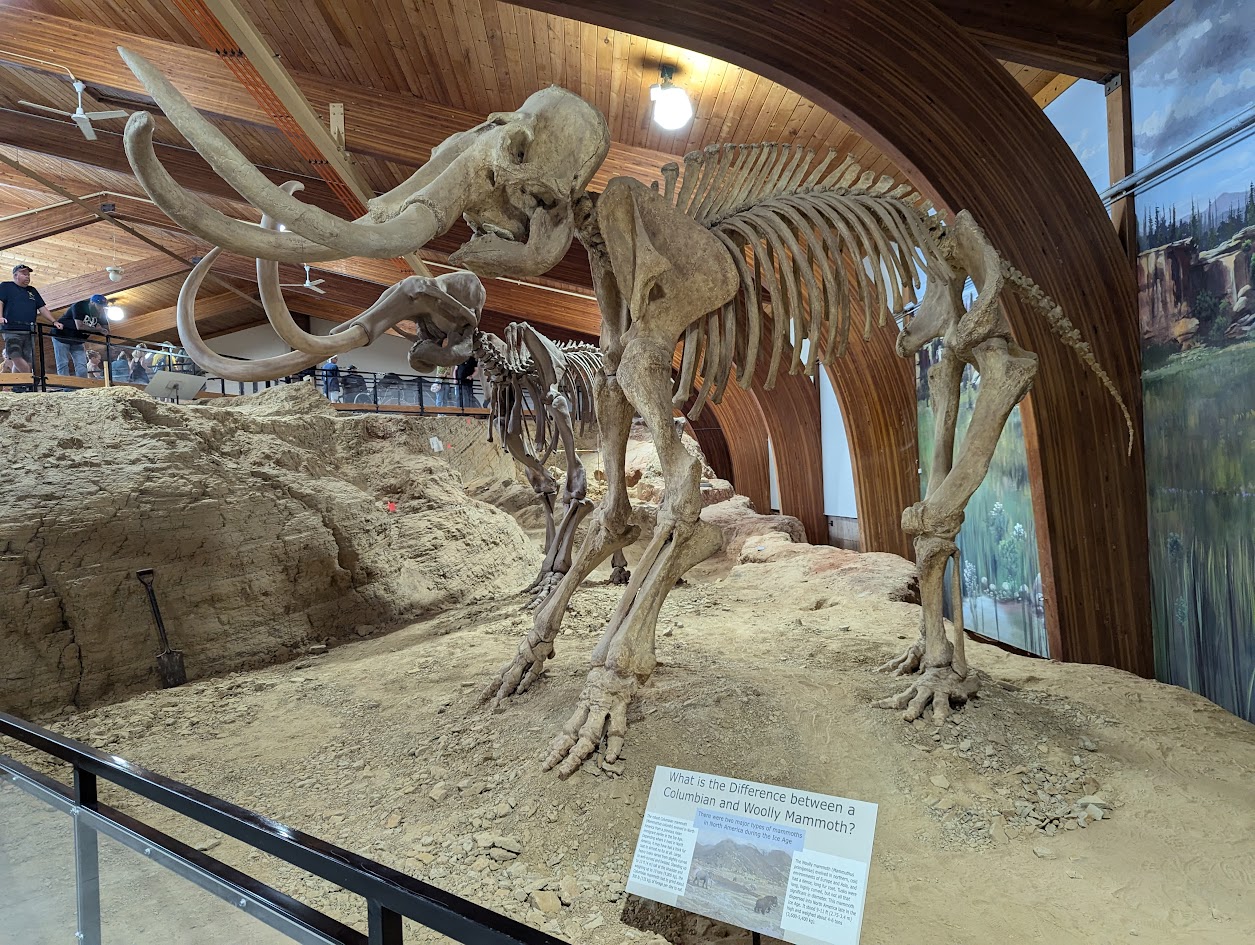 Mammoth skull at the Mammoth Site in Hot Springs, SD