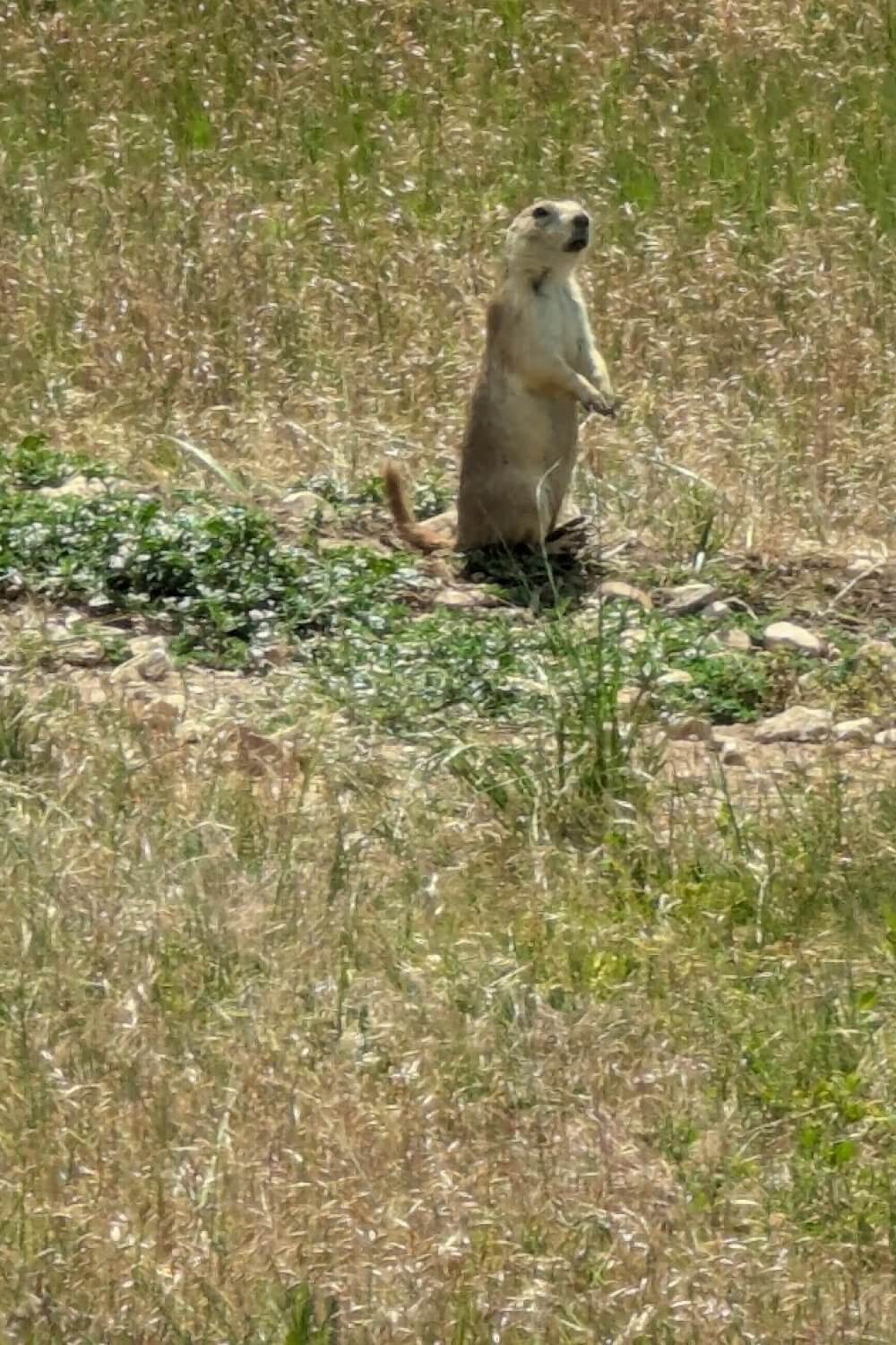 Prarie Dog at Wind Cave National Park