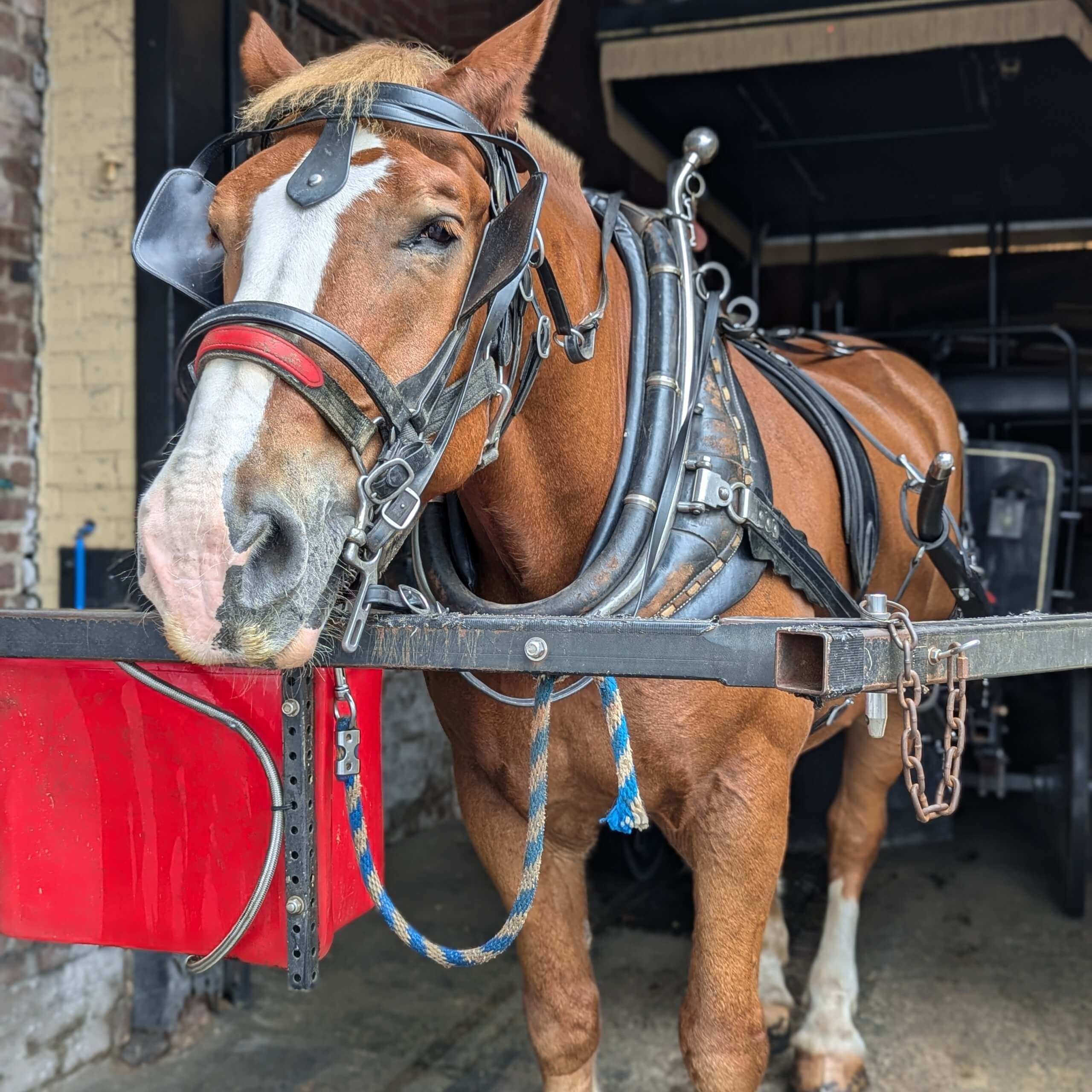 One of the horses at the Old South Carriage Tour in Charleston, SC.