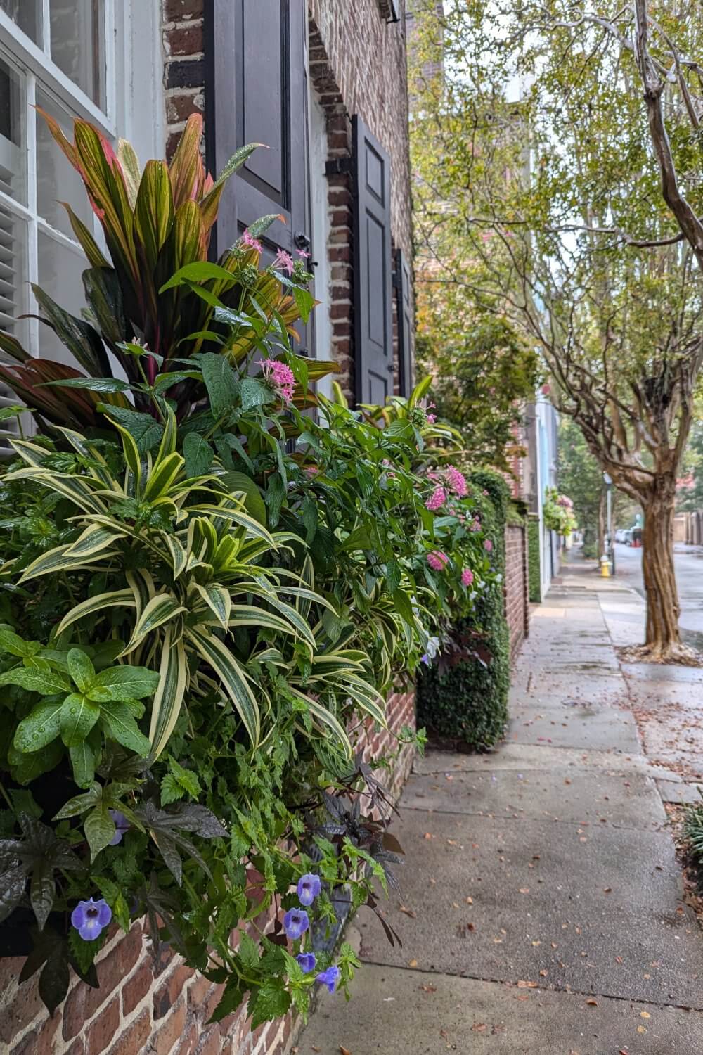 Beautiful landscaping in Charleston, SC