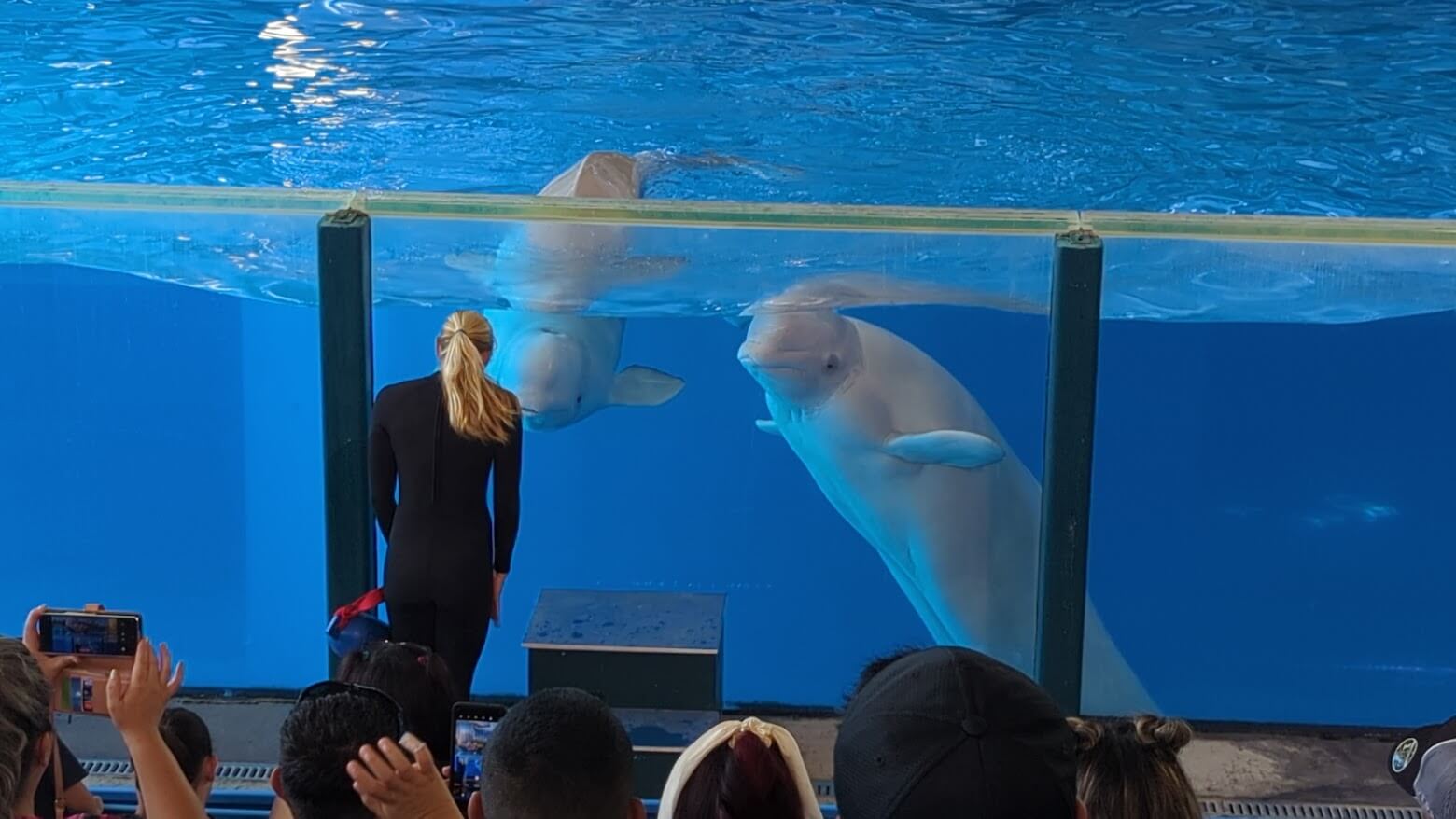 Show at Sea World San Antonio