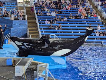 Shamu at Sea World San Antonio