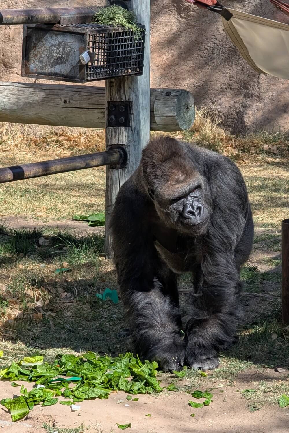Gorilla at ABQ Zoo