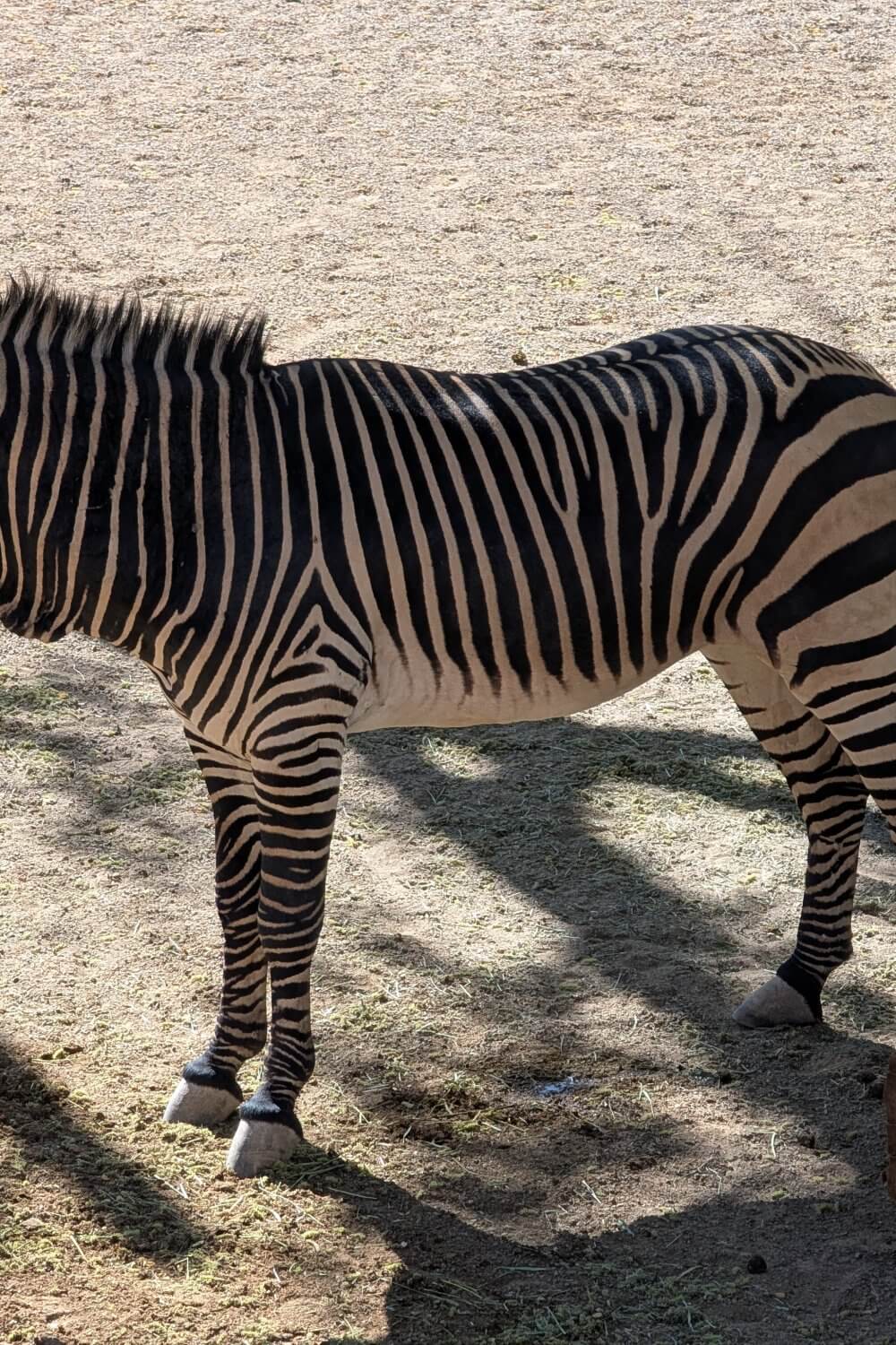 Zebra at ABQ Zoo