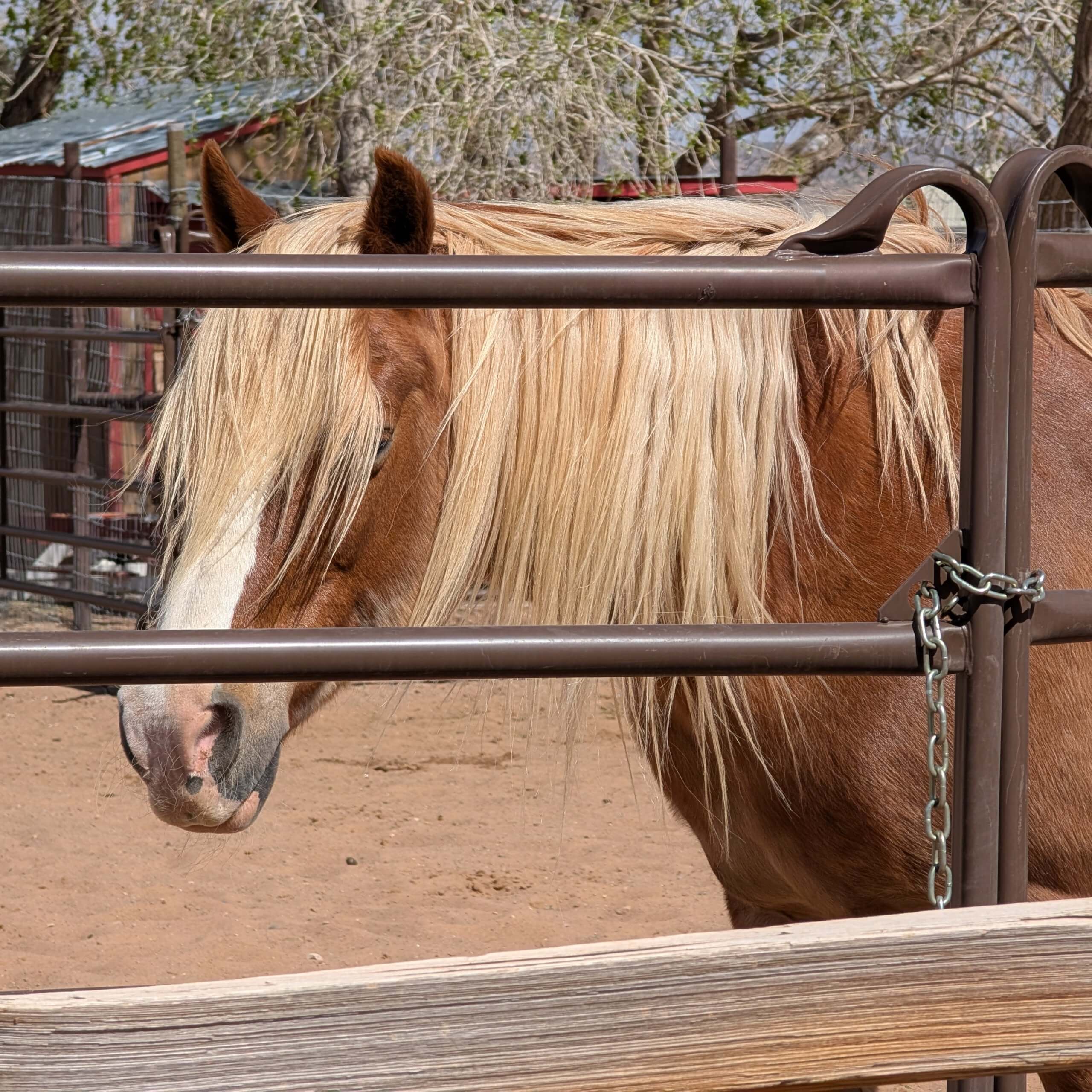 Horse at Hyatt Regency Tamaya
