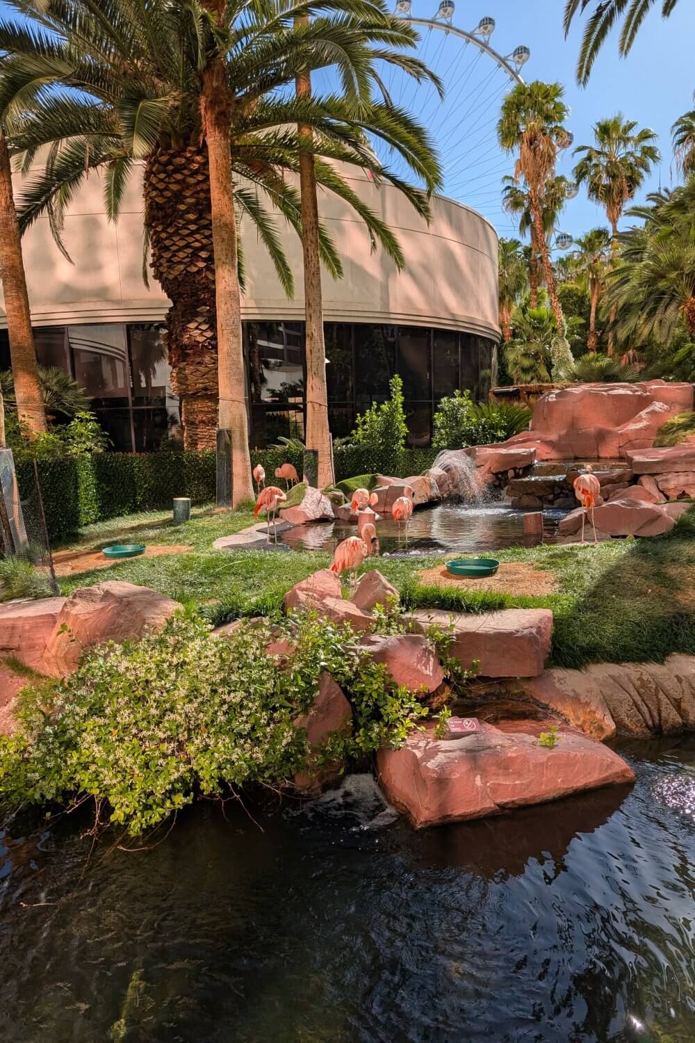 Harrah's Flamingos in Las Vegas