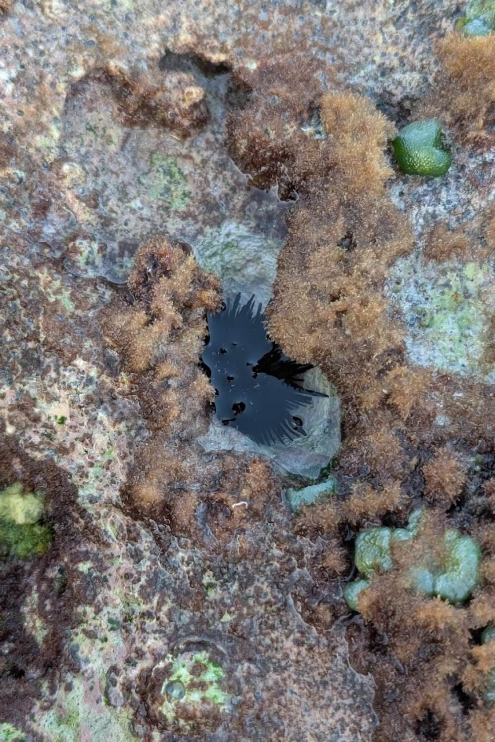 Sea urchin in a tide pool
