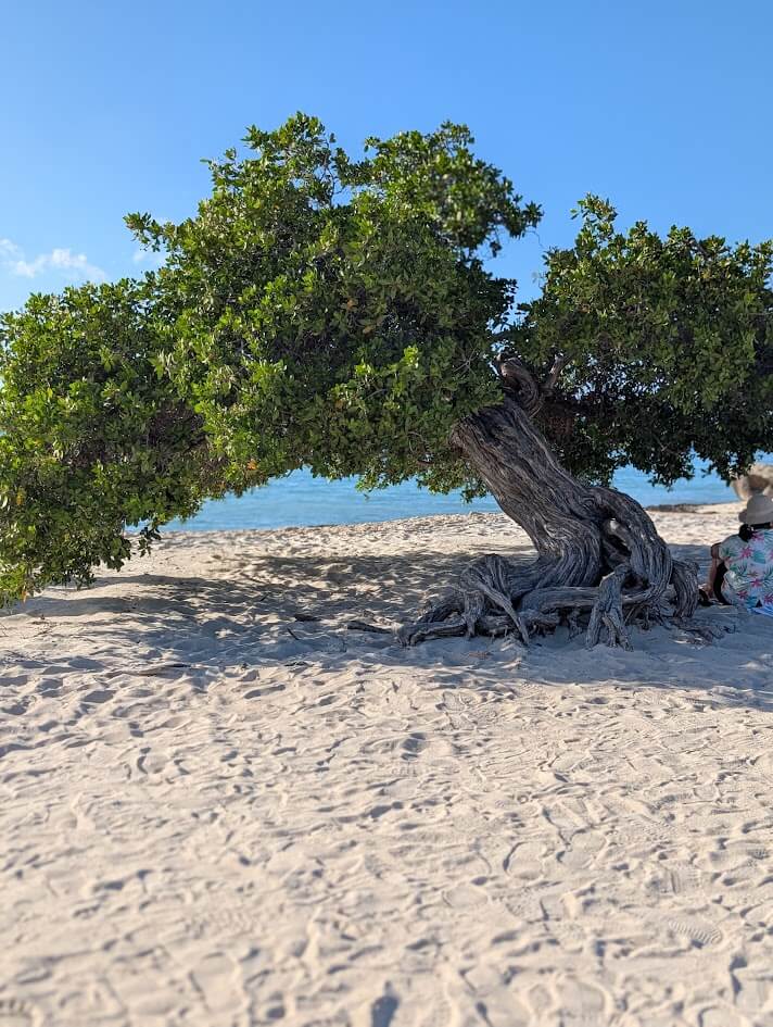 Fofoti Tree on Eagle Beach